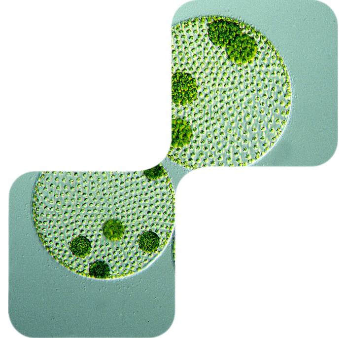 Microscopic view of microalgae producing high-quality astaxanthin, highlighting natural antioxidant source